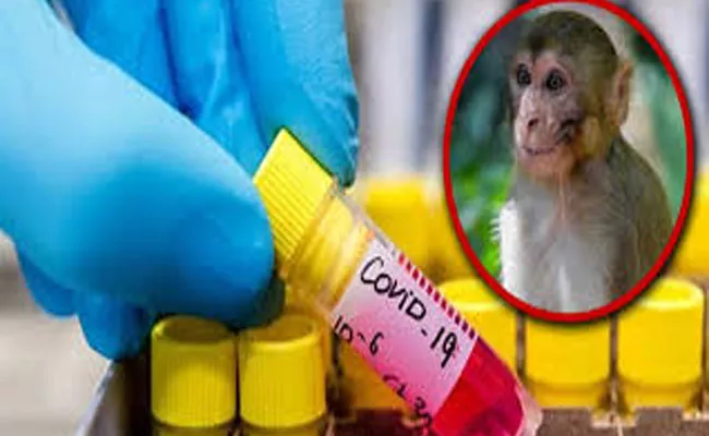 Monkeys run away with test samples - Sakshi
