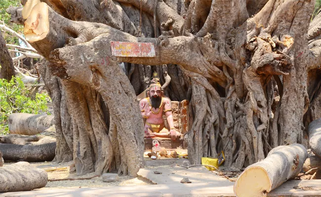 Yada Maharshi Banyan Tree Cut in Yadadri Temple - Sakshi