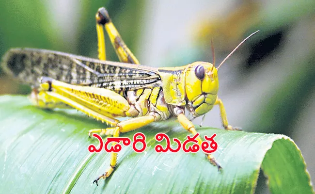 Special Story on Locust Attacks Crops Sagubadi - Sakshi