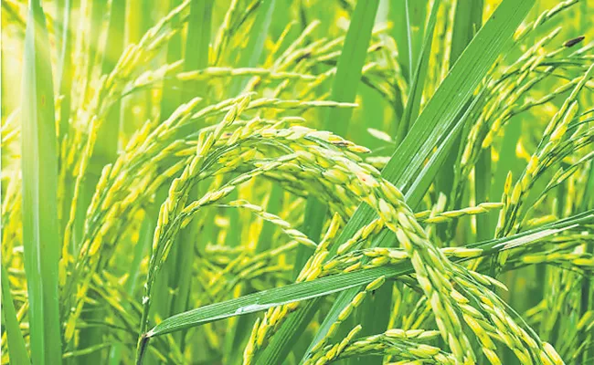 Govt Approves MSP For 14 Kharif Crops - Sakshi