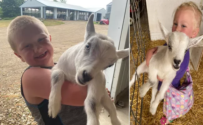 Viral: 6 Baby Goats Return From Stolen Dairy In US - Sakshi