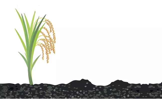 Professor Jayashankar University Scientists Discovered New Variety Of Rice Telangana Sona - Sakshi