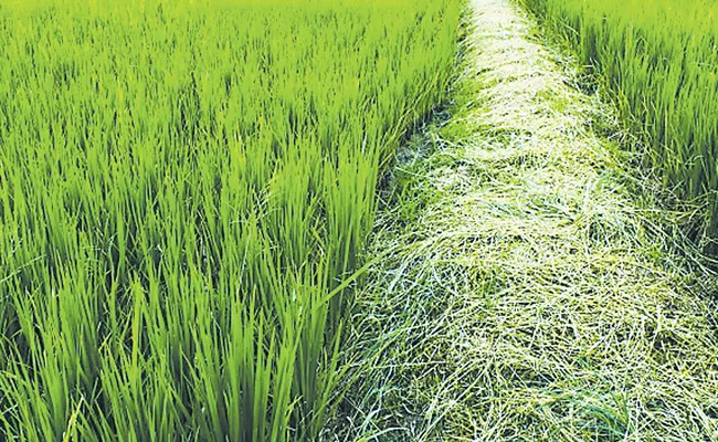 Rice Production Is 2.54 Lakh Metric Tonnes In Telangana - Sakshi