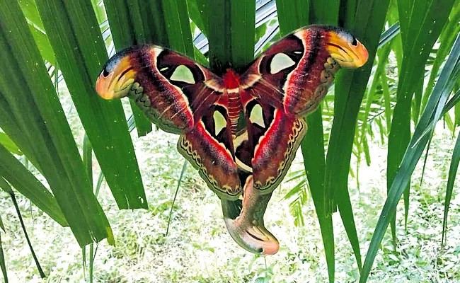 Rare Butterfly found in Vizianagaram District - Sakshi