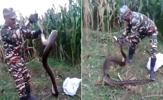 Farmers Find 2 Huge Pythons In Field Uttarakhand Watch Video - Sakshi