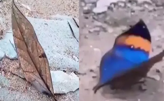 This Butterfly Looks Like A Dead Leaf When It Closes Its Wings - Sakshi