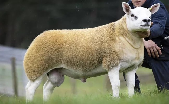 Double Diamond Most Expensive Sheep In The World - Sakshi