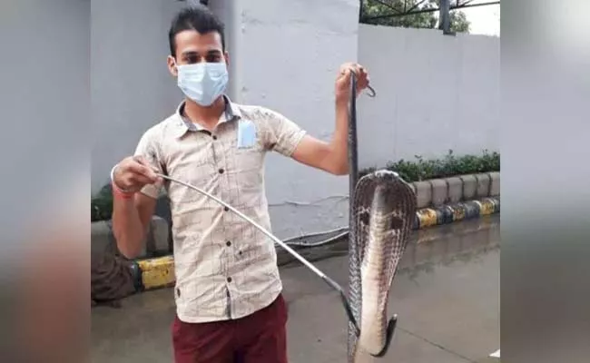 4 Feet Cobra Rescued From Metro Station In Delhi - Sakshi