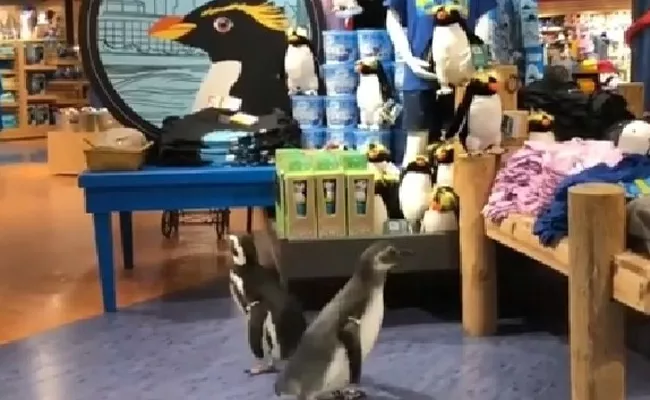 Penguins In Penguin Gift Shop Video Goes Viral - Sakshi