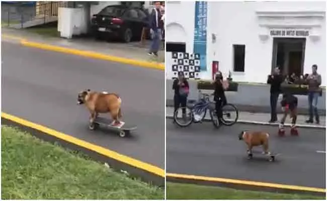 Dog Skateboard On A Street Video Trending In Social Media - Sakshi