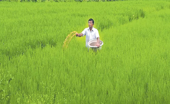 Kharif crops sown over record 1095 hectares - Sakshi