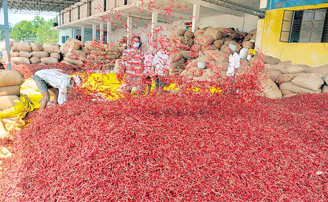 Price Of Red Chilli Has Gone Up Average Of Rs 2000 Per Quintal - Sakshi