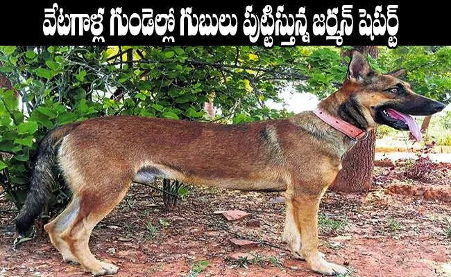 German Shepherd Dog key role in catching criminals - Sakshi
