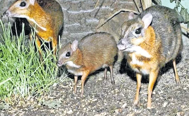 Mouse Deers In Pocharam Wildlife Sanctuary Medak District - Sakshi