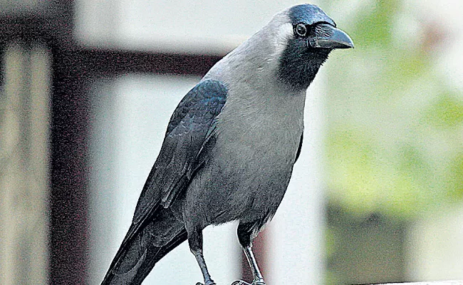 Crows Disappeared Report Released By Agriculture University - Sakshi