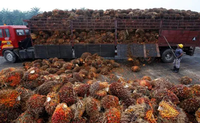 India slashes import tax on crude palm oil to 27.5pc - Sakshi