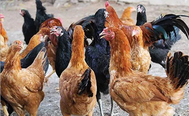 Poultry Farming Is Becoming Way Of Youth Self Employment - Sakshi