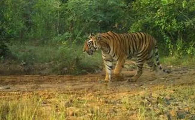 Tiger Wandering In Mulugu After 10 Years - Sakshi