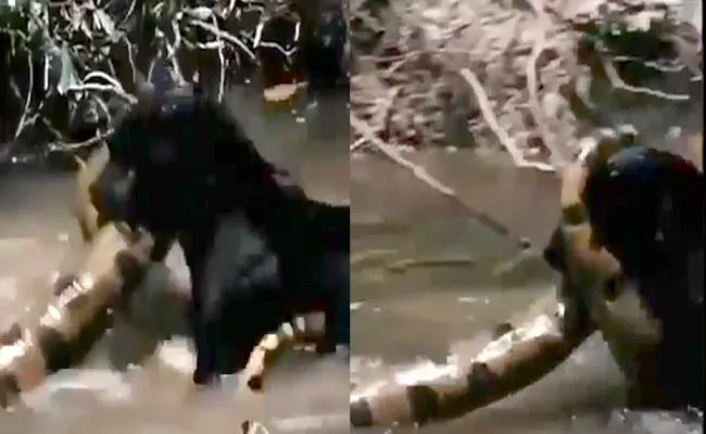 Terrifying Video Of Black Panther And Anaconda Fight - Sakshi