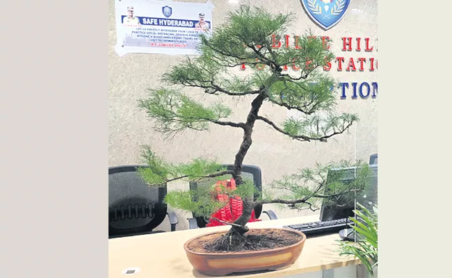 Police Recovered Rare Bonsai Stolen From Ex DGP Apparao House - Sakshi