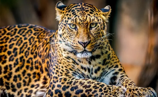 Leopard Is A keystone Species In Forest And Environmental Conservation - Sakshi