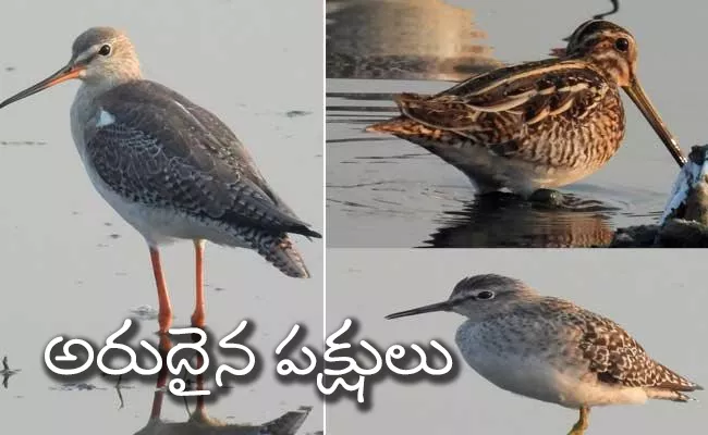 Bird Watching Walk In Visakhapatnam - Sakshi