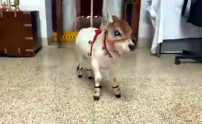 AP: Punganur Cute Cow Baby Video Viral On Social Media - Sakshi