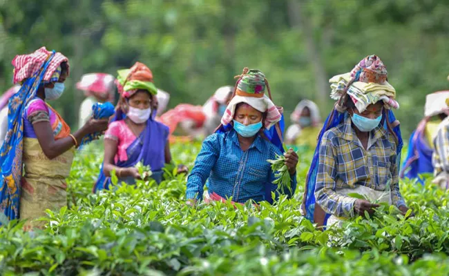 West Bengal Assembly Election 2021: Tea Garden Workers Demands - Sakshi