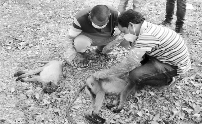 Hunters Assassinated 2 Monkeys For Meat In Orissa - Sakshi