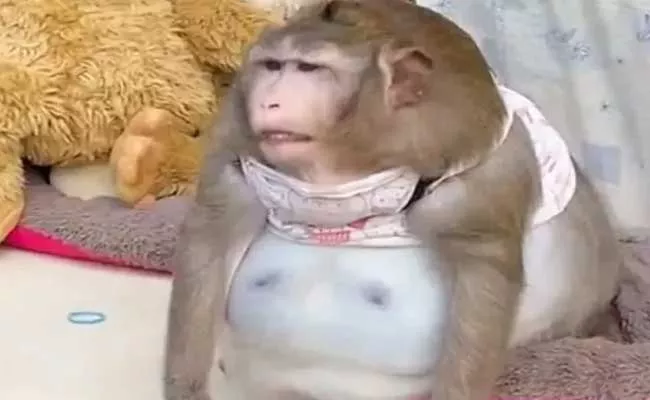 This Monkey Becomes Severely Obese After Overfed Junk food In Bangkok - Sakshi
