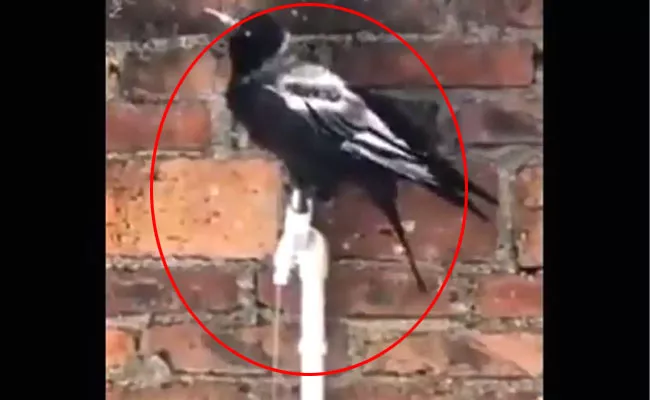 Viral Video Crow Opened Water Tap And Drinks Water By Itself - Sakshi