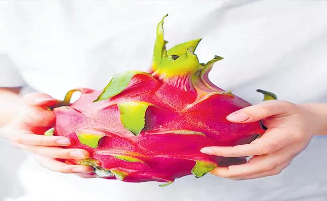 Dragon Fruit Makes Debut In Telangana - Sakshi