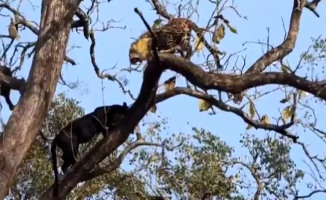Viral Video: Exciting Encounter Between A black Panther And Leopard In Kabini - Sakshi
