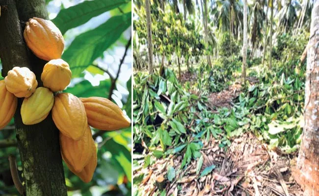 Cocoa Bean Prices And Yields Will Fall - Sakshi