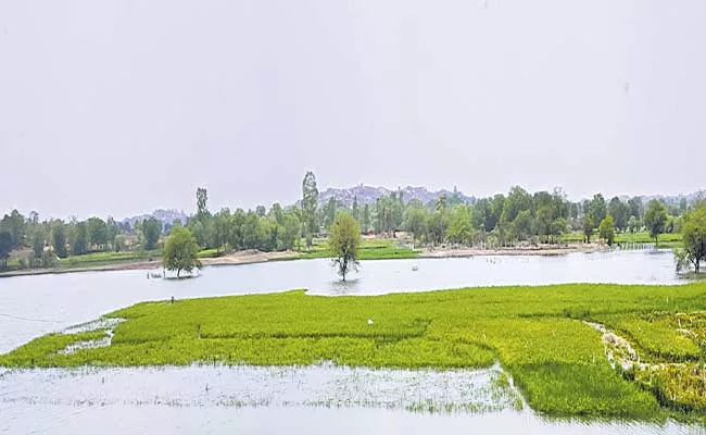 Crops Were Waterlogged In Yadadri District Jaganna Pond - Sakshi