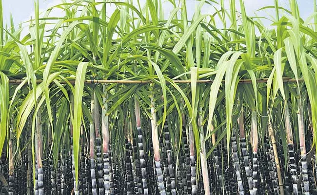 Profits To Farmers With Advanced Sugarcane Juice Machines - Sakshi