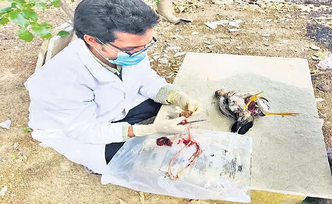 Veterinarians Solved Mystery Of Death Of Hundreds Of Chickens - Sakshi