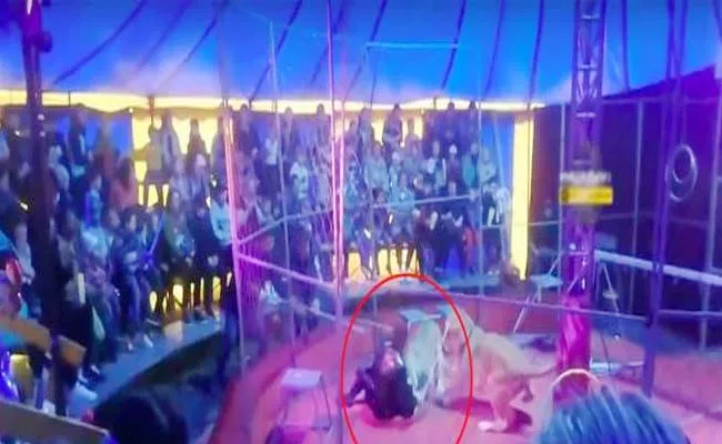 Lioness Attacks Circus Trainer Audience Shocked Russia Video - Sakshi