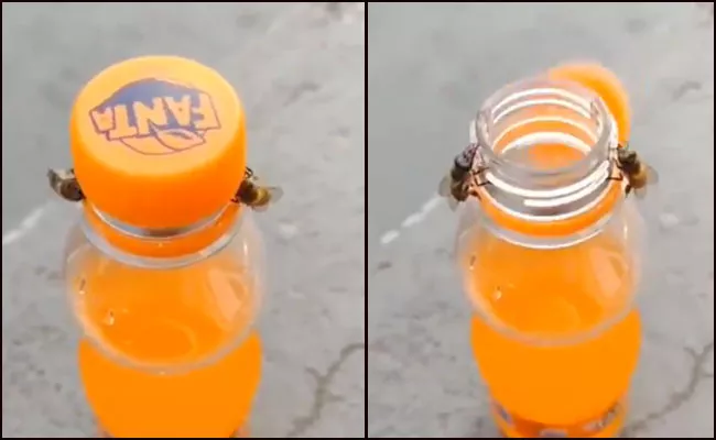 Two Bees Opening A Soda Bottle Together - Sakshi