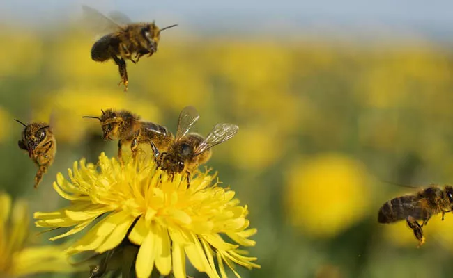 Bees in the Netherlands trained to detect COVID-19 infections - Sakshi