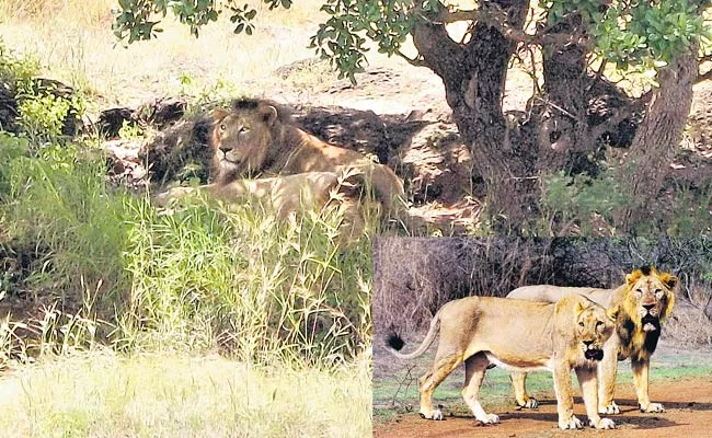 Travel: Sasan Gir National Park And Lions In Gujarat - Sakshi