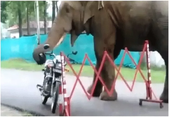 Wild Elephant Eats Helmet In Viral Video From Guwahati - Sakshi