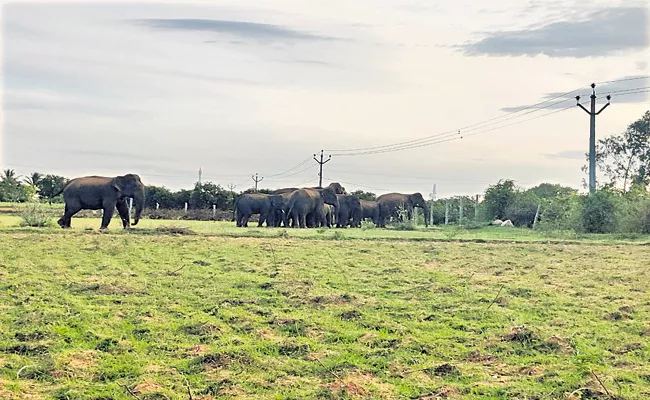 Elephants returned to the place where elephant deceased - Sakshi