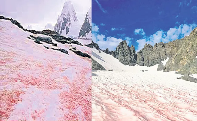 France: Mysterious Glacier Blood On Alps What Scientists Says - Sakshi