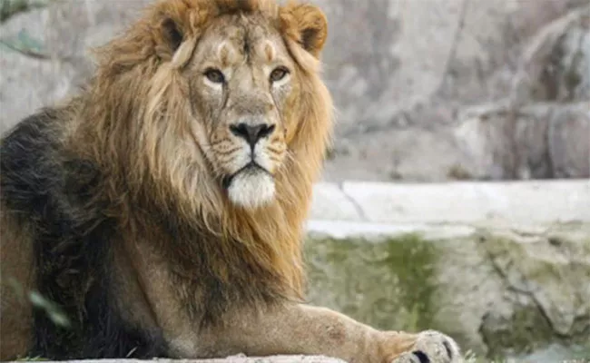Another Lion Dies In Chennai zoo Due To Covid - Sakshi