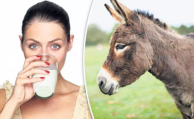 Know The Importance Of Donkey Milk It Contains Lots Of Vitamins - Sakshi