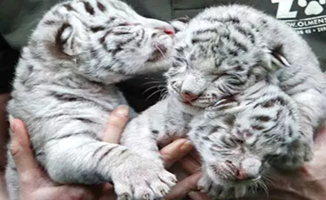 Channai Zoo: White Tiger Given Birth To four Cubs - Sakshi