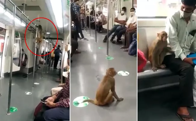 Monkey Travel With Passenger In Delhi Metro - Sakshi