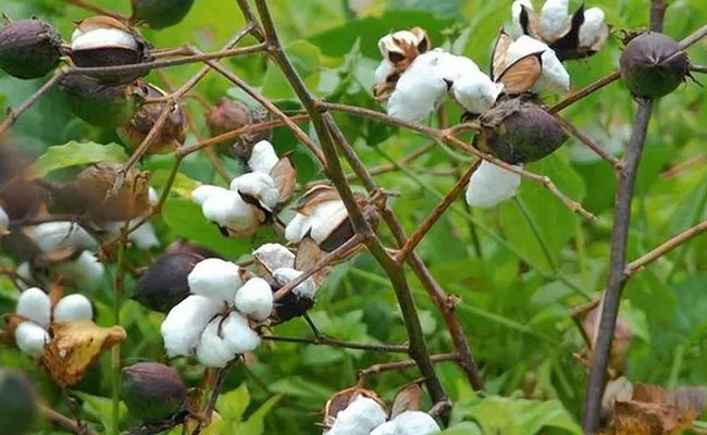 Seed industry cries foul over rising sales of unapproved HTBt cotton - Sakshi