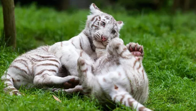 Arjuna The White Tiger at Bellary Zoo Now Adopted by Rahul Gandhi - Sakshi